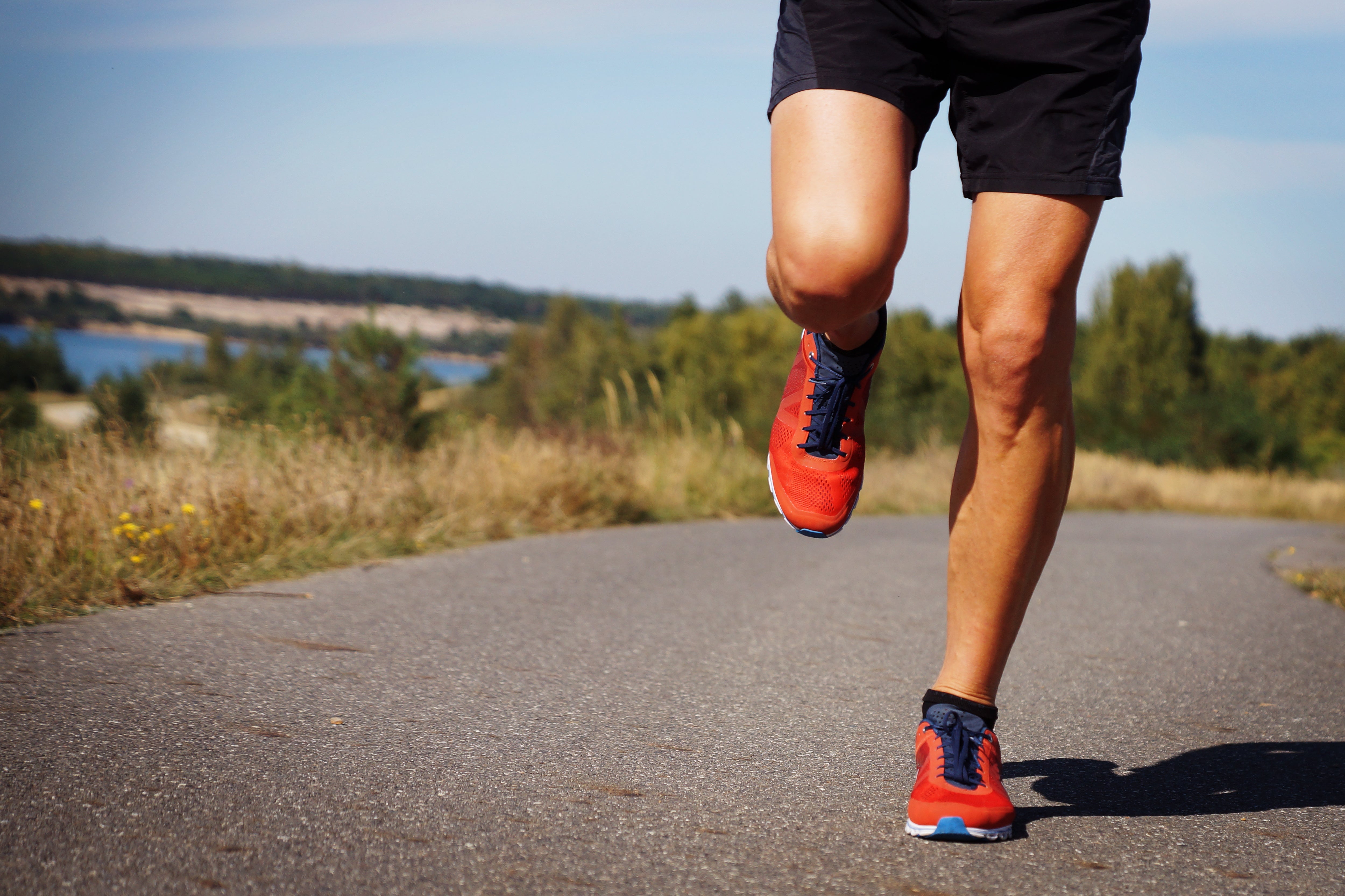 Herz-Kreislauf-System